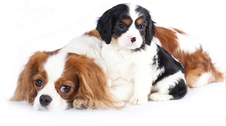 Sad Dogs Transparent Background Sad Dogs Transparent Png Dogs Transparent