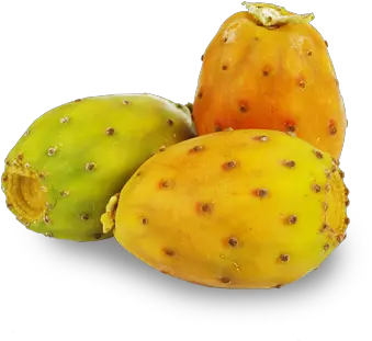 Prickly Pear Png 1 Image Transparent Prickly Pear Png Pear Png