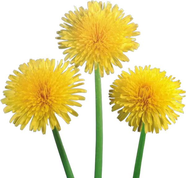 Dandelion Png Free Download 4 Flower Dandelion Transparent Background Dandelion Png