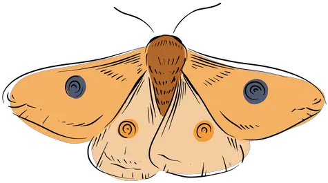 Moth Illustration La Polilla En Png Moth Transparent Background