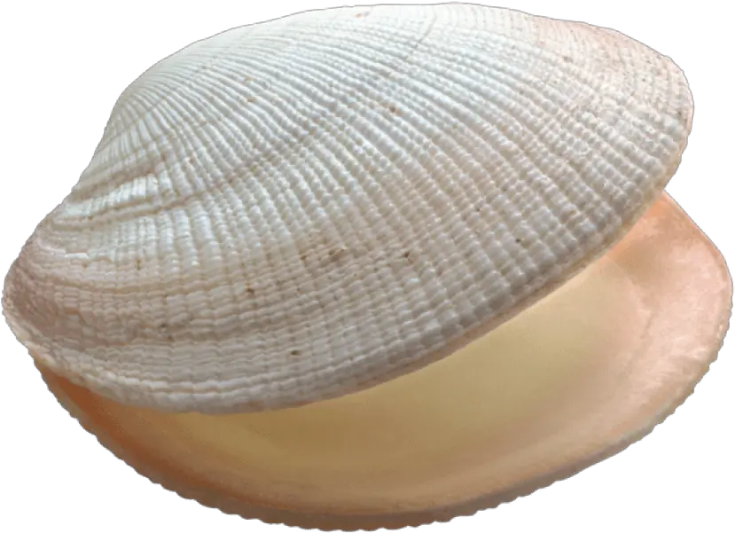 Download Free Png Shell Images Transparent Clam Clip Art Clam Png