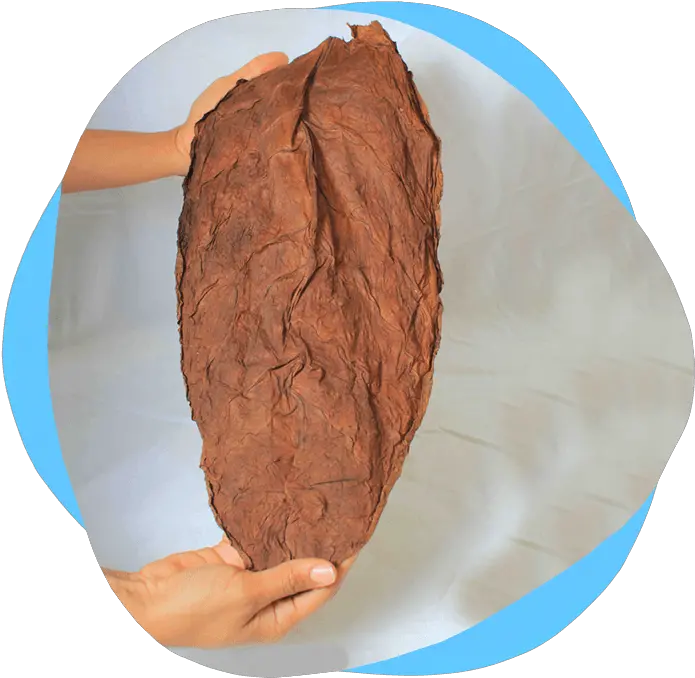 Togga Leaf Cocoa Solids Png Tobacco Leaf Png