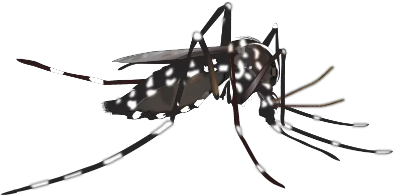 Vector Mosquitoes Dengue Mosquito Aedes Mosquito Png Mosquito Transparent