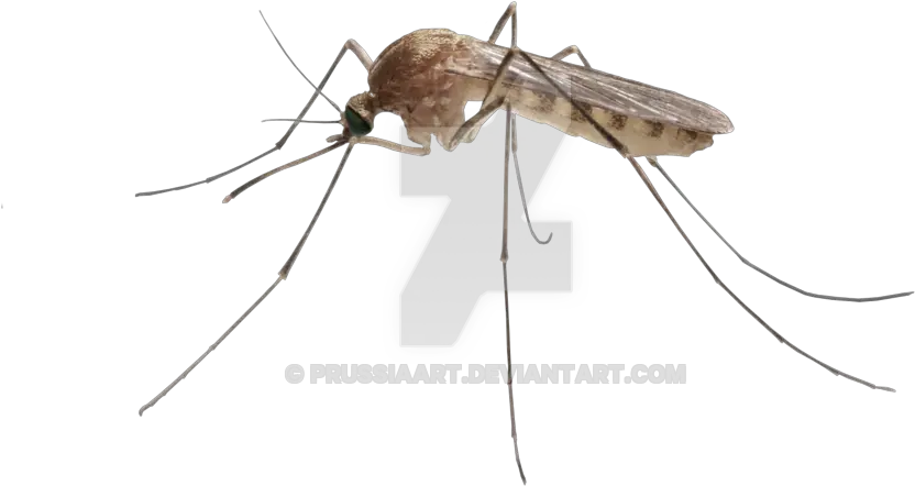 Download Free Png Insect Mosquito Mosquito Transparent Background Mosquito Transparent