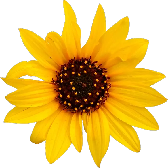 Sunflower Transparent Png Transparent Background Sunflower Transparent Sunflower Png Transparent