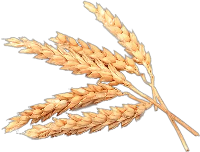 Spikes Of Wheat Transparent Png Stickpng Flour Wheat Png Spike Png