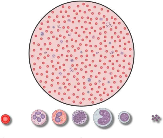 Number Of Red Blood Cells In The Ieti College Of Science And Technology San Pedro Png Blood Drop Transparent