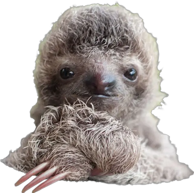 Sloth Png Transparent Image For Costa Rica Baby Sloths Sloth Png