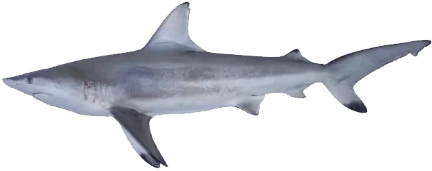 Shark Gallery Sharks Png Shark Transparent