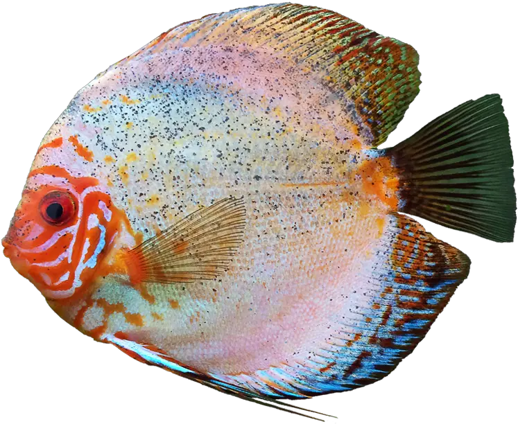Discus Fish Png Free Transparent Background Transparent Fish Fish Png