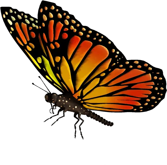 Flying Butterflies Png 6 Image Monarch Butterfly Transparent Background Butterflies Png