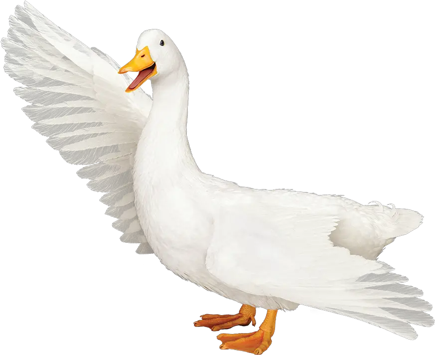 Aflac Duck Png Hd Aflac Duck Png Duck Png