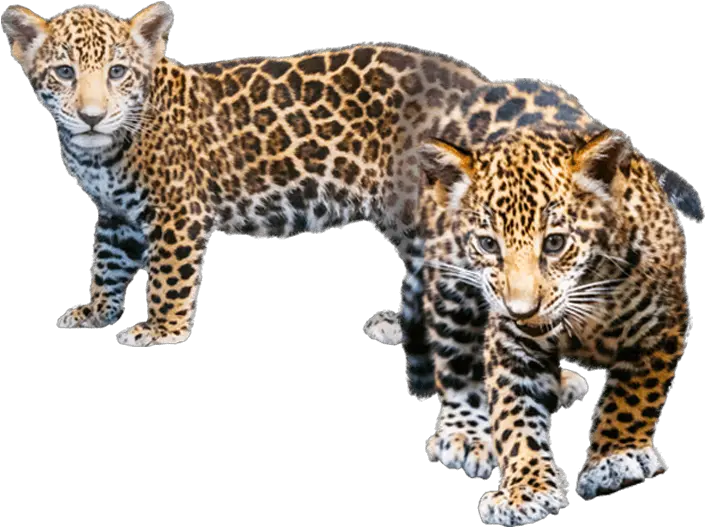 Download Jaguar Transparent Baby Png Transparent Cheetah Cub Png Jaguar Png