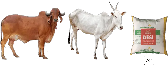 Animal Cowfreepngtransparentbackgroundimagesfree Gir Cow Images Download Png Cow Transparent Background