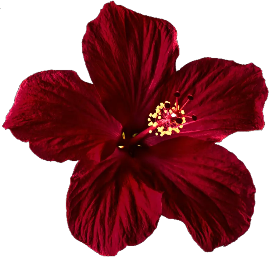 Hibiscus Clipart Png Tumblr Dark Red Hibiscus Flower Hibiscus Flower Png