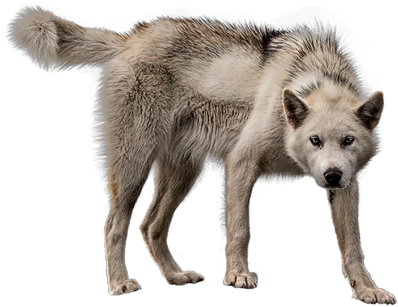 Download Animalmother Wolf Transparent Background Wolf Png Wolf Transparent