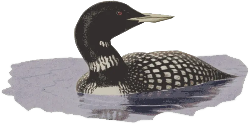 Openclipart Clipping Culture Common Loon Png Loon Icon