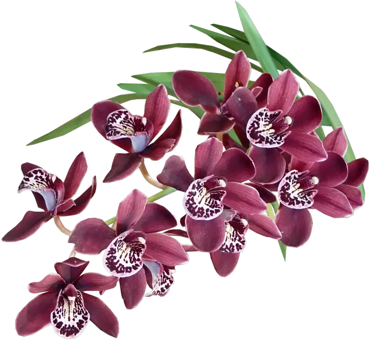 Free Photo Cut Out Orchids Plant Exotic Tropical Flowers Flores Exoticas Png Tropical Flowers Png