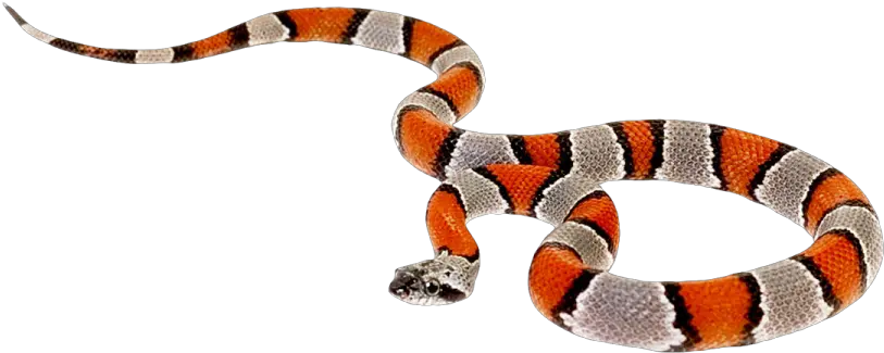 Snake Png Image Purepng Free Transparent Cc0 Png Image Coral Snake Transparent Background Snake Transparent