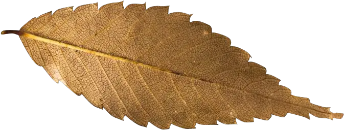 Fall Leaf Transparent Background Free Png