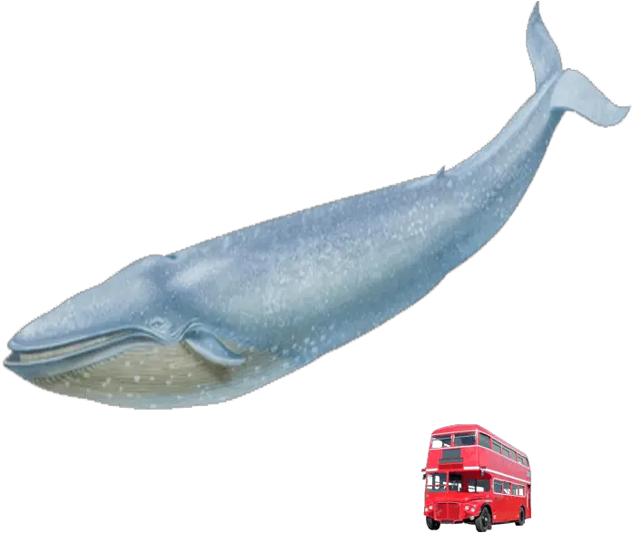 Blue Whale Vs Red London Bus Free Png Blue Whale And Bus Whale Transparent