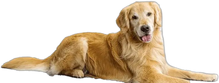 Golden Retriever Png Transparent Images All Transparent Background Golden Retriever Transparent Dogs Transparent Background