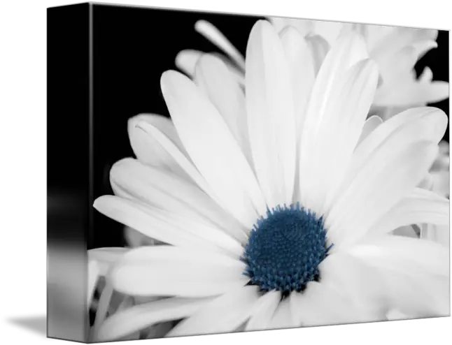 White Flower Blue Center By Xenia Headley Camomile Png White Flower Transparent