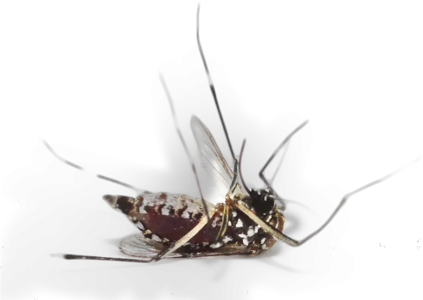 Mosquito Png Image Dead Mosquitoes Mosquito Png