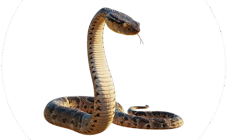 Snake Vívora Animals Free Image On Pixabay Realistic 3d Model Snake 3d Png King Cobra Png