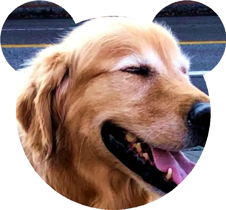 Whatu0027s The Most Simple Way To Crop A Circle Thumbnail From Golden Retriever Png Golden Retriever Transparent Background