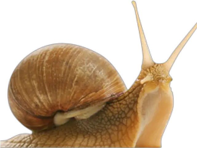 Snail Png Transparent Images 7 1740 X 792 Webcomicmsnet Android Starts To Slow Down Snail Png