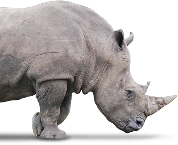 Rhino Truck Lube Centres Lubrication Filtration Inspection Black Rhinoceros Png Rhino Icon