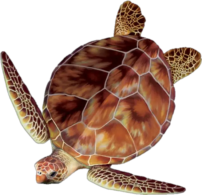 Clipart Turtle Loggerhead Sea Turtle Top View Png Turtle Clipart Png