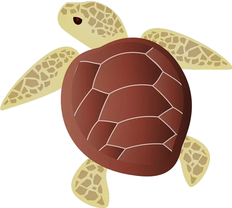 Sea Turtle Clipart Free Download Transparent Png Creazilla Sea Turtle Clipart Png Turtle Clipart Png