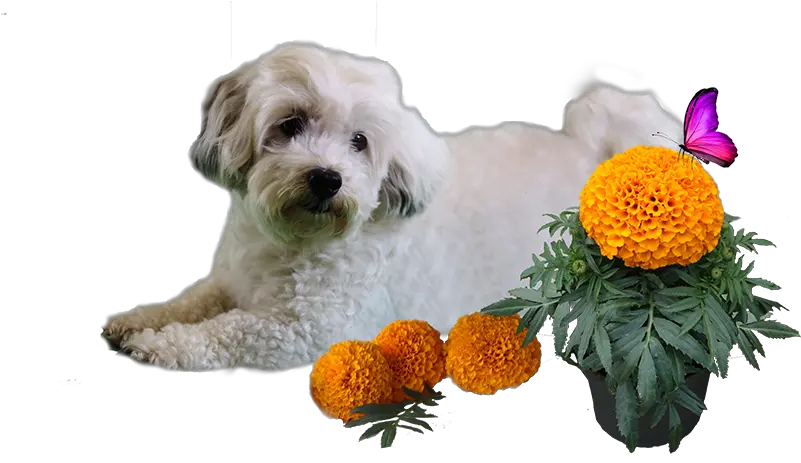 Patch Png Marigold