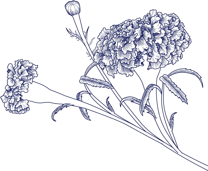 Paul Marigold Drawing Png Marigold Png