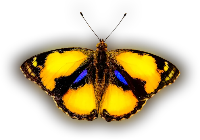 Download Color Palette Ideas From Butterfly Moths And Butterflies Png Butterflies Png