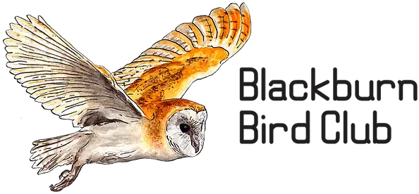 About Barn Owl Png Barn Owl Icon