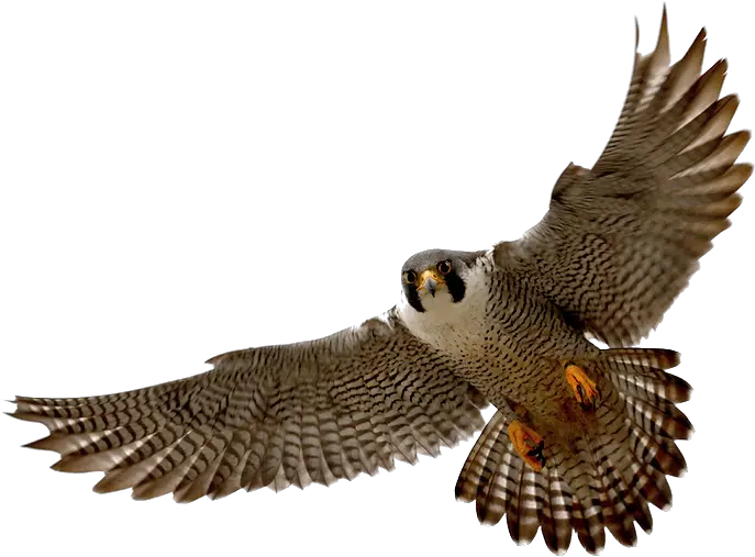 Falcon Png Clipart Mart Peregrine Falcon Transparent Background Captain Falcon Png