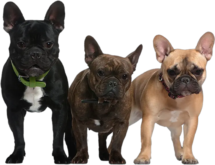 Dogs Clipart Bulldog Transparent Free For French Bulldog Boston Terrier Black Png Bulldog Transparent Background