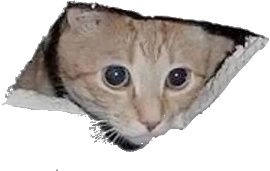 Ceiling Cat Blank Template Imgflip Surveillance Cat Png Cat Meme Icon