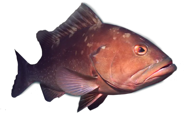Hd Deep Sea Grouper Fishing Charters D 1286847 Png Deep Sea Transparent Fishes Fishing Png