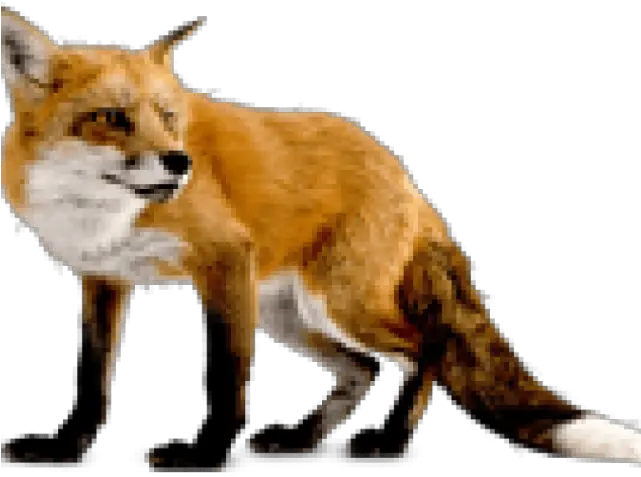 Fox Clipart Dhole Fox Png Full Size Png Download Seekpng Fox Png Fox Clipart Png