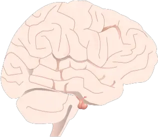 201405 Pituitary Gland In Brain Pituitray Gland Png Brain Png