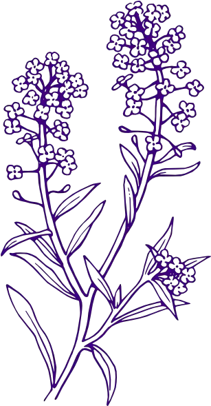 Purple Filler Flowers Png Clip Arts For Web Clip Arts Free Lavender Clipart Black And White Flowers Clip Art Png