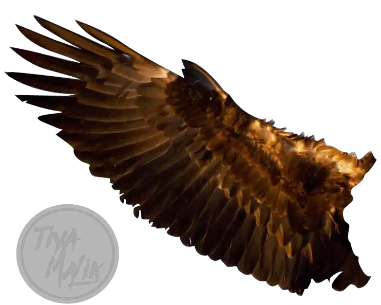 Download Wings Free Png Transparent Image And Clipart Eagle Wing Transparent Wings Transparent Background