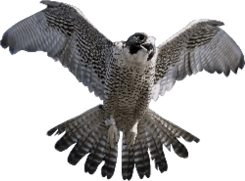 Falcon Png Transparent Images Peregrine Falcon Falcon Png