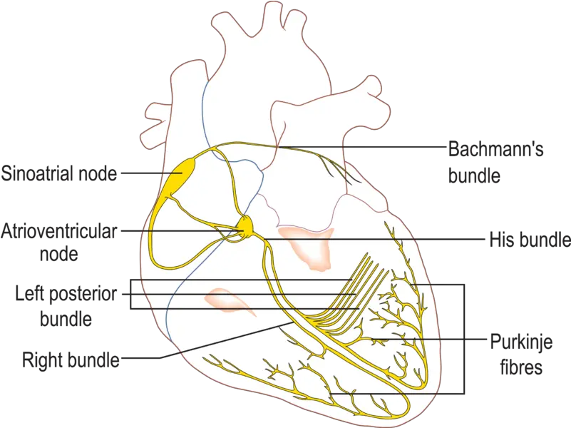 Fileconductionsystemoftheheartpng Wikipedia Conduction System Of The Heart Pixel Heart Png