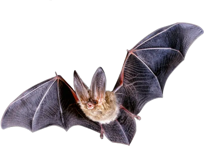 Bat Png Transparent Free Images Bat Png Bat Png