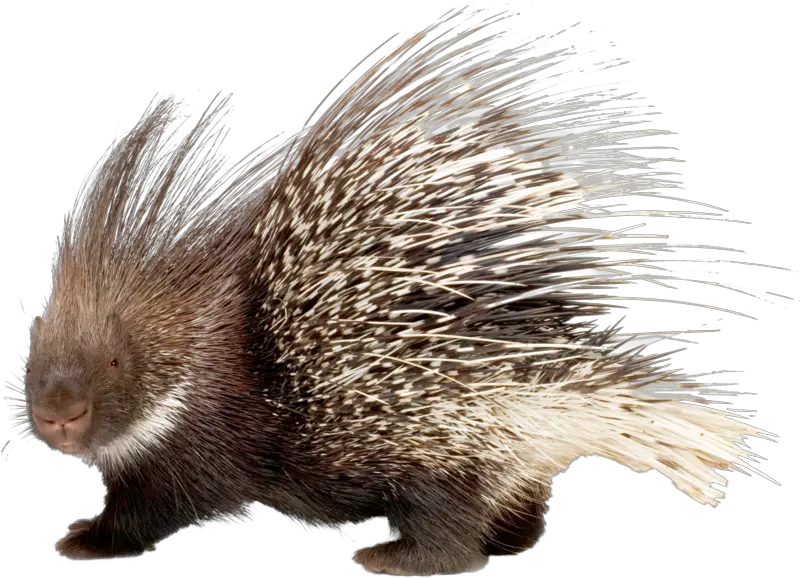 Erinaceidae Png Images Transparent Porcupine Png Porcupine Png